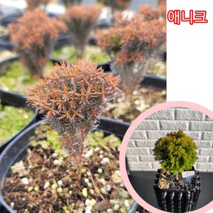 둥근 측백 애니크 포트묘/천천히 크고 암석정원에 어울려요, 1개