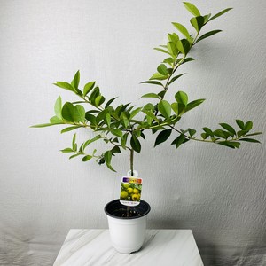 구아바나무 중형 플랜테리어 실내인테리어 화분 반려식물 축하 화분 식집사팜, 1개