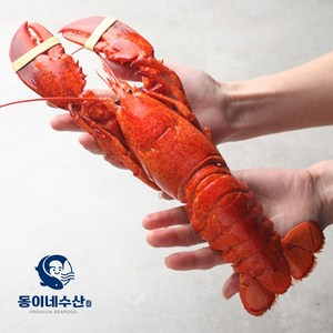 [동이네수산]캐나다현지급냉 프리미엄 자숙랍스터 (마리당 440~500g), 440~500g, 1개