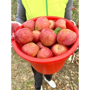 못난이사과 청송사과 흠과 부사, 1개, 5kg, [흠과] 중대과 11-17과