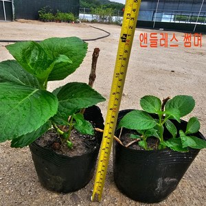 수국나무/앤들레스 썸머 수국 포트묘목 판매 중 수국묘목, 1개