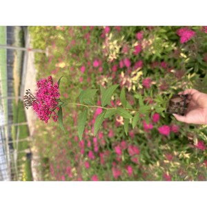 [블루밍야생화]핑크무늬조팝*8/20/80세트-농장직판(variegated spiraea 춘화관목), 8개, 핑크포인트