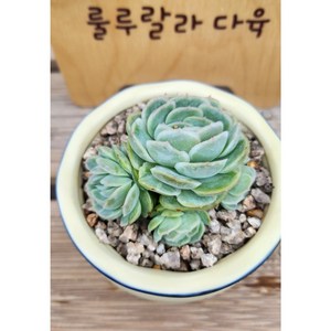 [룰루랄라다육][분포함]다육식물 멕시코로즈, 1개