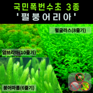 [물풀정원] 달팽이 100% 없는 청정수초 <펄붕어리아 27줄기> 폭풍성장하는 인기초보수초 붕어마름 암브리아 펄글라스의 환상적인 만남, 1개” loading=”lazy” style=”width: object-fit; max-width: 100%; max-height: 300px; display: block; margin: 0 auto;”></div><div style=