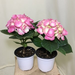 [해피그린 화원] [봄꽃한정수량] [2개묶음] (핑크수국 ) 꽃수국 봄꽃 반려식물 인테리어식물 공기정화식물 식물 169 화원 농원, 2개