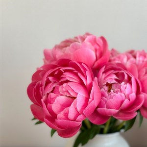 리틀캠든 코랄작약 생화택배 꽃다발 생화인테리어, 코랄작약 2송이, 1개