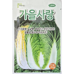 가을사랑 1000립 뿌리혹병 노균병 바이러스 복합저항성 가을배추, 가을대장1000립, 1개