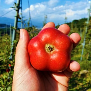 경북 영주 별사과 미니사과 프리미엄 고당도 선물용, 1kg / 가정용 / 16과내외, 1개