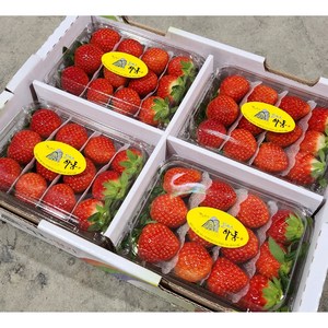 [산지직송] 고당도 설향 딸기 프리미엄 생 딸기, 1개, 딸기 (대) 500g x 2팩