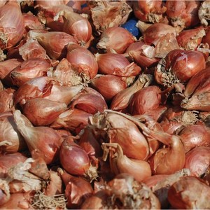 영농사 25년 예천 쪽파 종구 400g 파종용 쪽파 종자, 5개