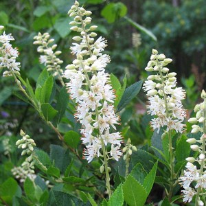 유럽 매화오리나무 허밍버드 묘목 P9 포트묘, 매화오리나무 허밍버드 포트묘, 1개