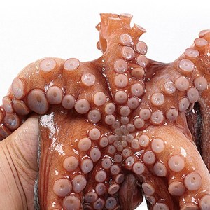 산지직송 통영 최상급 제수용 문어 자연산 활 돌문어1kg, 1개, 통영 돌문어1kg[1~3마리]