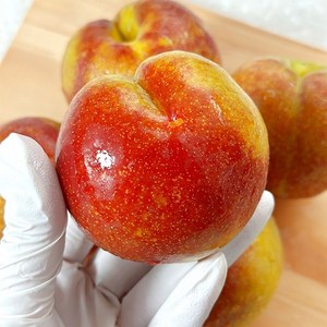 [침샘이 놀라는 벌꿀향] 대석자두 로얄과, 1박스, 1kg(로얄과)