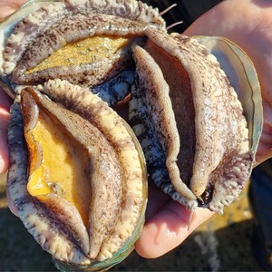 [온더스푼] 완도 활전복 청산도 전복 산지직송 특대~소, 1개, 꼬마전복 1kg 구이용 (30-40미)