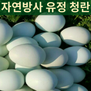 6시내고향 연두마을 강원도 자연방사 무항생제 청란 청계알 난각번호 1번 1호 청계종란 자연 방목계란 청계닭 알 계란 유정청란 유정란 청계닭 신선란 월간 토종닭 30구 30알, 1개