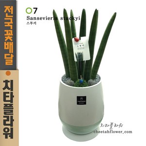 치타플라워 개업축하화분 스투키 공기정화식물 [CTstk04-02] 생일 이사 승진 관엽식물 전국 꽃배달 (서울.경기일부 이미지와 동일상품 출고)