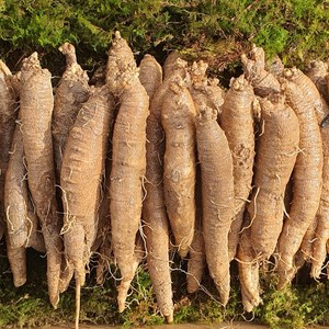 강원도더덕 횡성더덕 제주더덕 전라도더덕 왕특 특 상 500g, 전라도황토더덕 특사이즈 500g