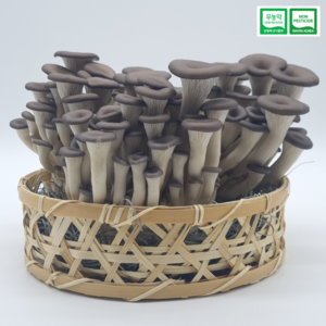 산지직송 친환경 무농약 GAP 인증 느타리버섯 2KG 대용량 흑타리 키움의미학, 1개