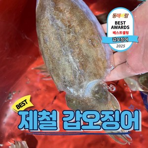 선도최상 자연산 제철 활 갑오징어, 1개, 갑오징어 1kg(4-6미)
