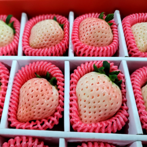 [첫 출하] 고당도 프리미엄 신데렐라 만년설 딸기, 1개, 720g 내외 (12-16구)