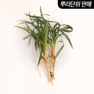미미네아쿠아 애란 3촉 (전경수초) - (원예수초 전경꾸미기), 1세트