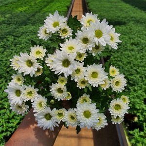 [무지개/색상선택필수] 미니 국화 (꽃크기 3cm 소국 화분), 11. 하얀색 (스위프티 브란체), 1개