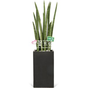 꽃뜨랑 2m대형화분 개업화분 행운목 금전수 스투키 전국당일꽃배달, C01 스투키, 1, 0개