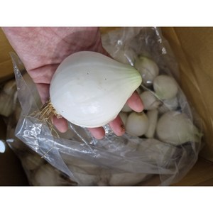 깐양파 제주조생양파 대용량 산지직송, 5KG, 1개