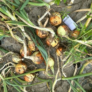 국내산 신선 양파 (등급선택), 1개, 장아찌, 10kg