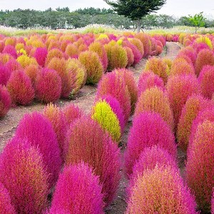 [모야모 꽃씨] 홍댑싸리 400립(대용량) 씨앗 풀씨, 1개