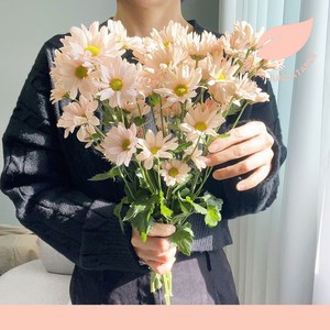 소국 핑크빛 한다발 3주간의 행복 생화 택배 꽃다발, 핑크빛 소국 한다발