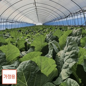 친환경 무농약 유기농 즙용 케일 1kg/2kg/3kg