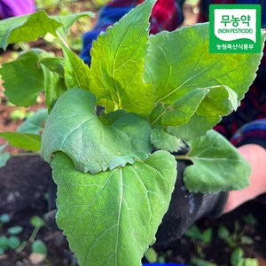 무농약 생취나물 고성참다래마을 해풍 재배한 고성 송천 산나물, 1개, 생취나물500g, 500g