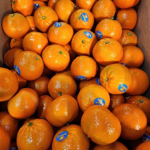 키즌 미국산 황금 만다린 중소과, 1kg (8~12과 내외), 1개