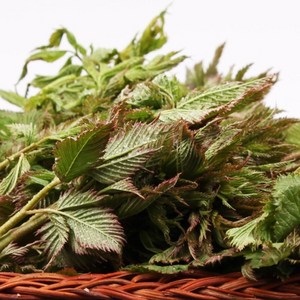 [윤플러스] 강원도 홍천 생 눈개승마(삼나물) 봄나물, 1kg, 1박스, 눈개승마