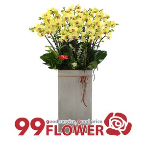(주)99플라워 호접 서양란 [ST-H427]전국당일꽃배달, 1개
