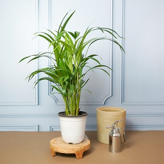 메이크정글 공기정화 포트 식물 아레카야자 중품 혼합색상 1개 상품 이미지