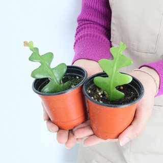 모리앤 피쉬본 공기정화 포트식물 혼합색상 2개 상품 이미지