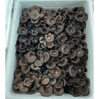 꽃느타리 2kg, 1개
