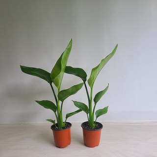 여인초 2개묶음 공기정화식물 온누리농원 2개 상품 이미지