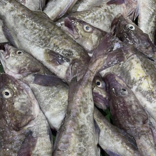 국내산 급냉 대구 2kg (2~4미), 국내산 급냉 대구 2마리(2~3kg), 1개
