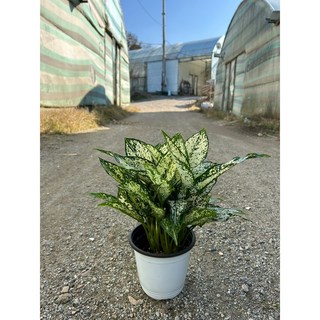 스노우사파이어 중형