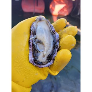 1. 바다별수산 손세..