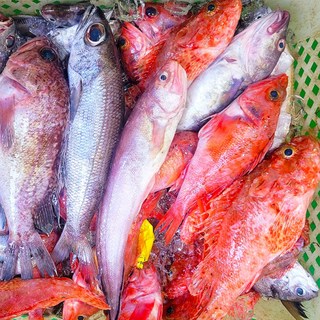 자연산 잡어 제철생선 생물 매운탕 구이용생선, 1개, 3kg