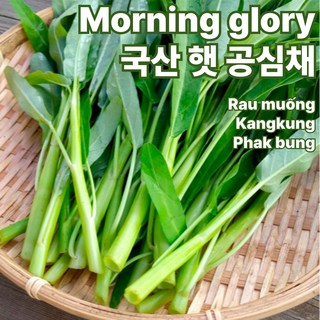 [초특가할인] 당일수확 공심채 모닝글로리 하루20박스만, 1박스, 1kg