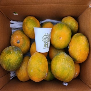 [제주직송] 제주 고당도 감귤, 1개, 10kg (대과)