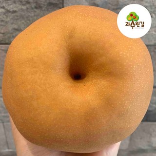 과수원길 신고배 고당도 꿀배 가정용배, 1개, 가정용배 5kg