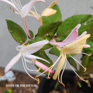 인동초.오색인동, 1개