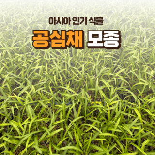 [공심채모종] 정프러그 공심채 모종 아시아 식물 공심채 모종, 72개