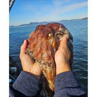 [면역력강화] 통영 산지직송 활 돌문어, 1박스, 2kg(1-6미)